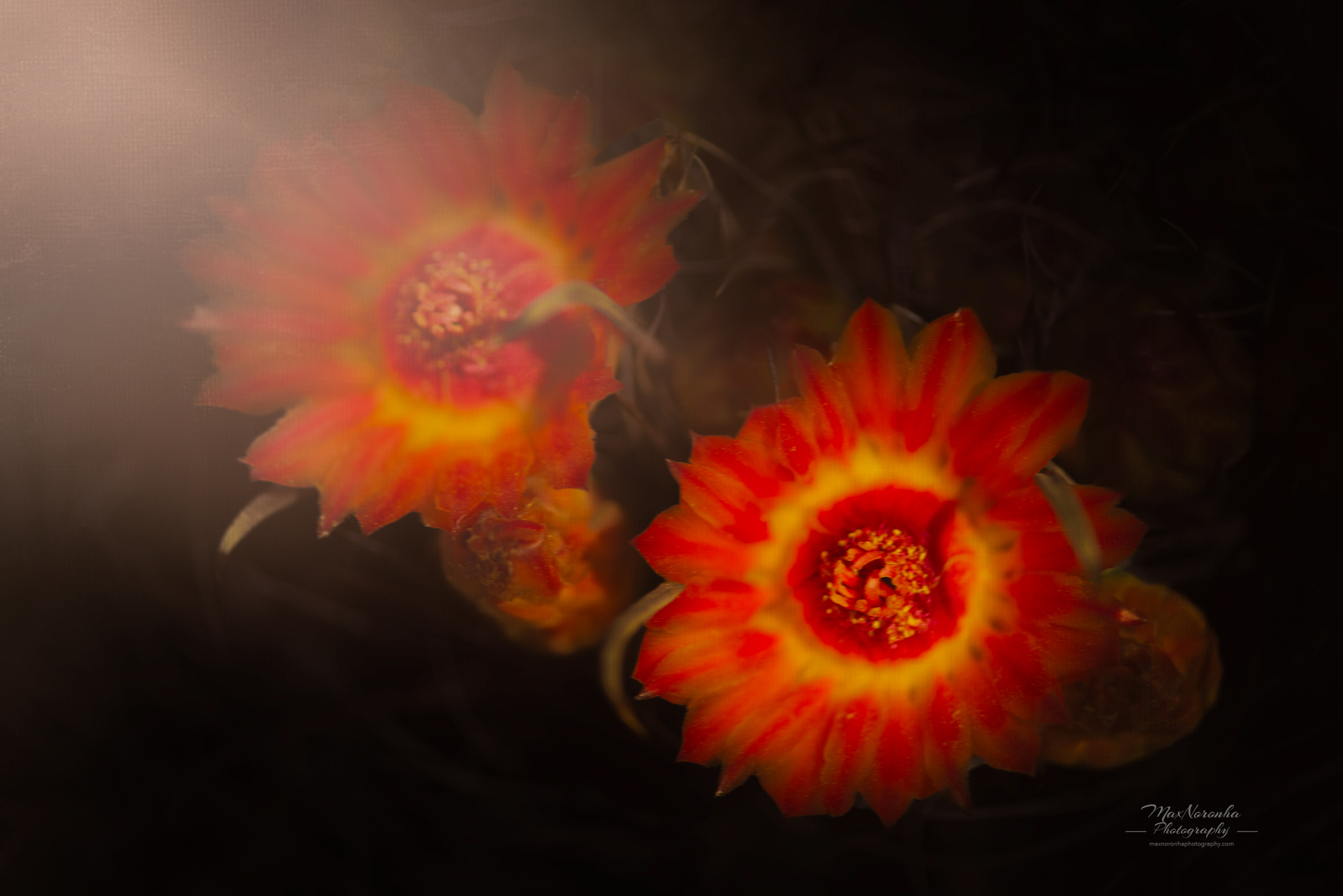 Barrel Cactus for sm