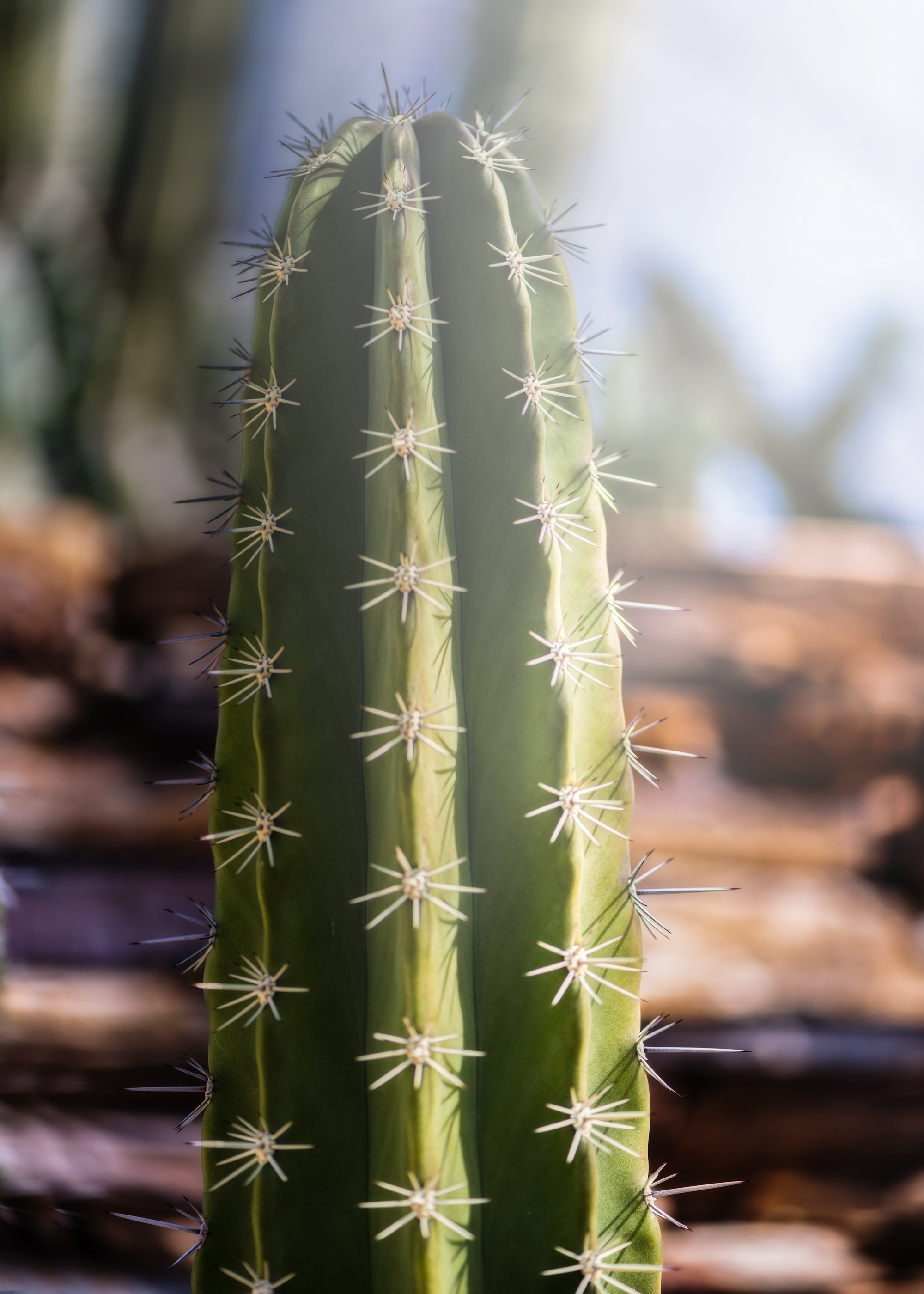 Cacti