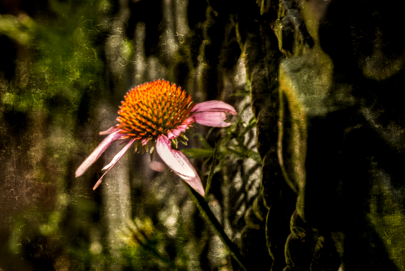 Echinacea