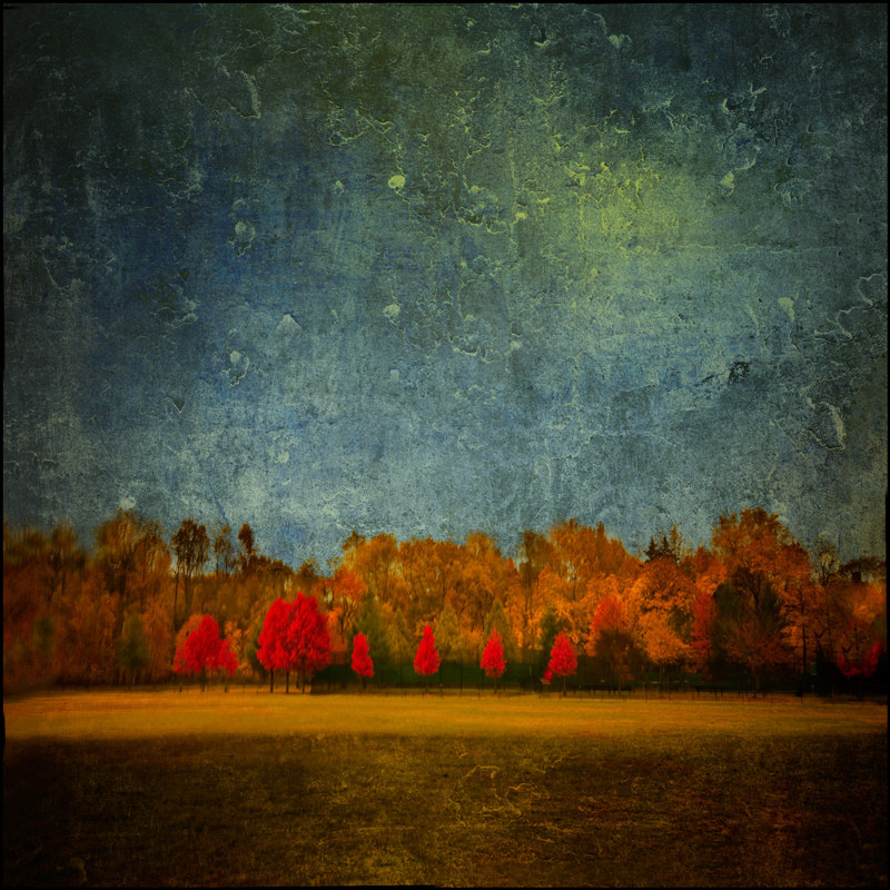 Fall under the moon lighted sky