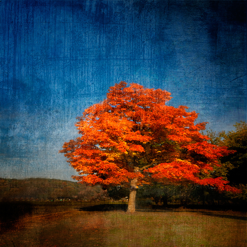 Red tree in the Buggie down