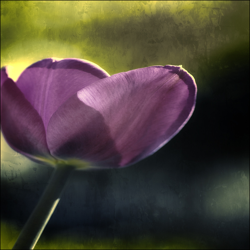 Tulip kissing the sky