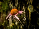 Tn Echinacea