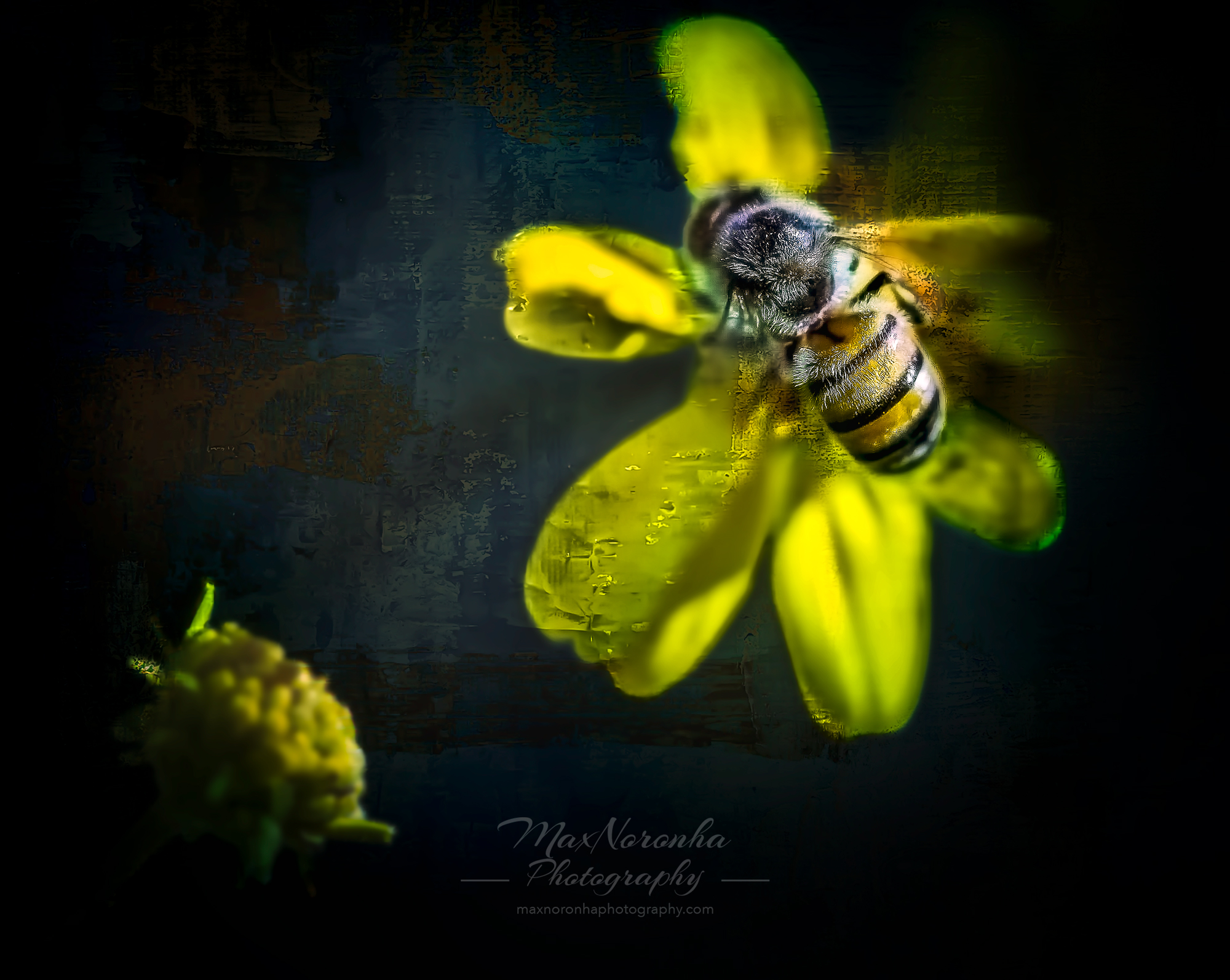 Abelhaforsocialmedia