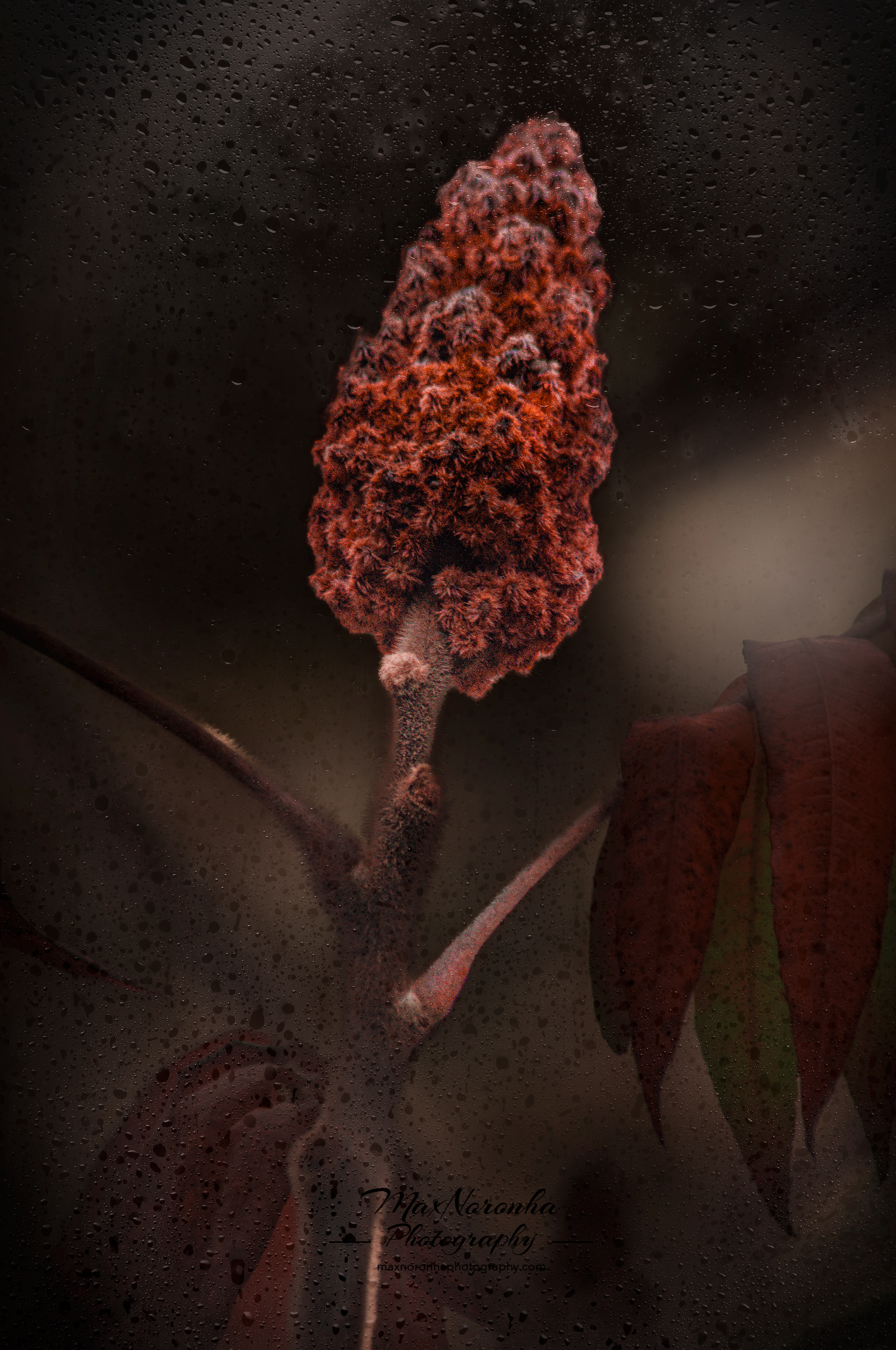 Bronxflowerforsocialmedia