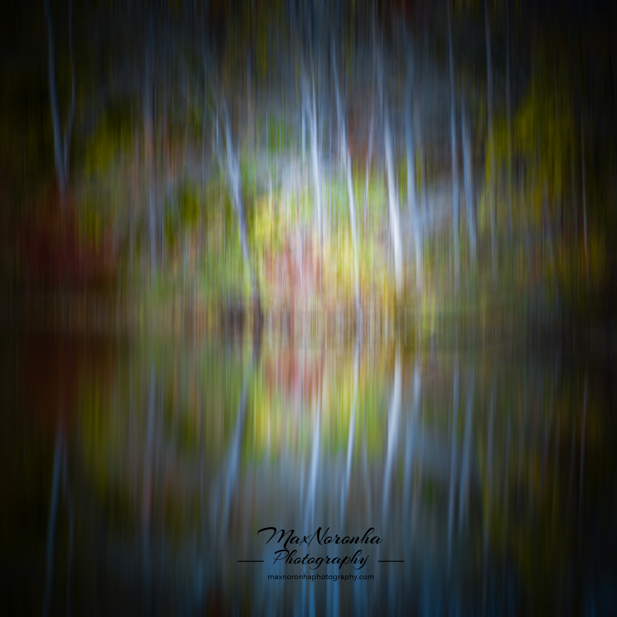 Forestghostforsocialmedia