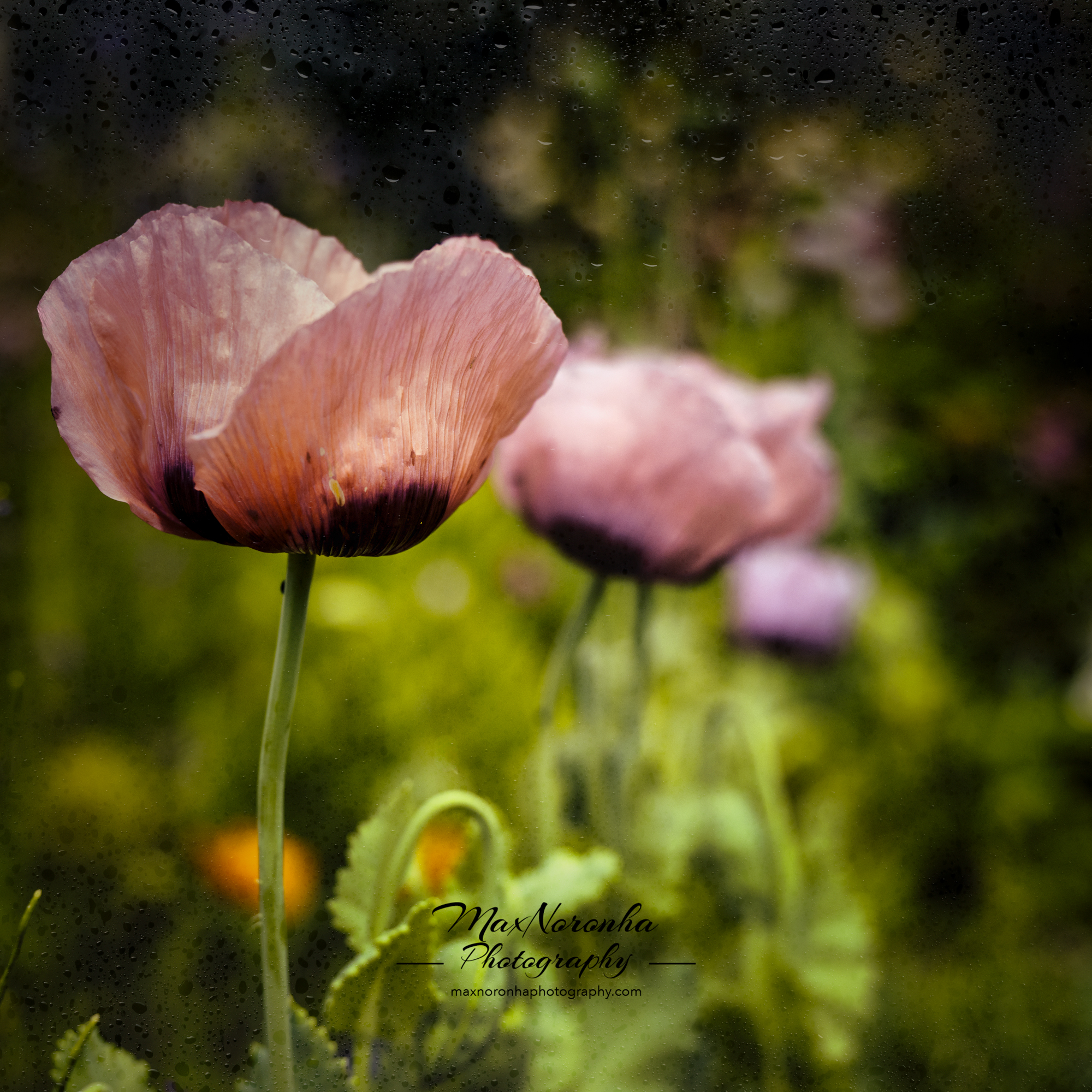 Monet's garden