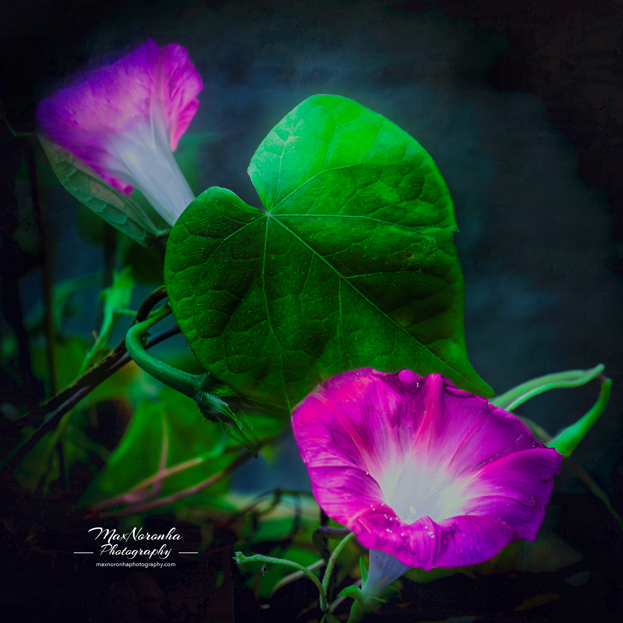 Purpleflowerforsocialmedia