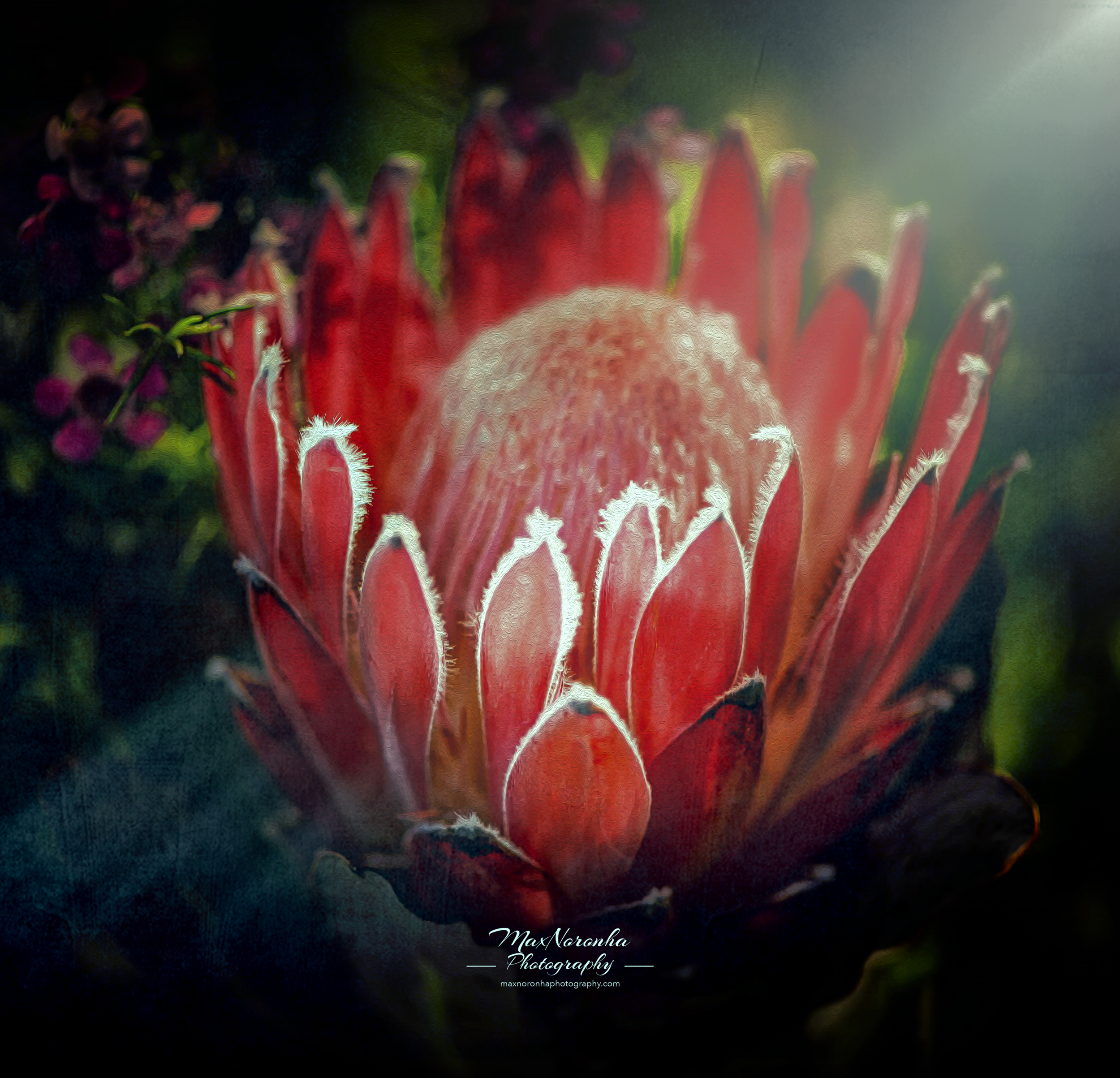 Springfor socialmedia