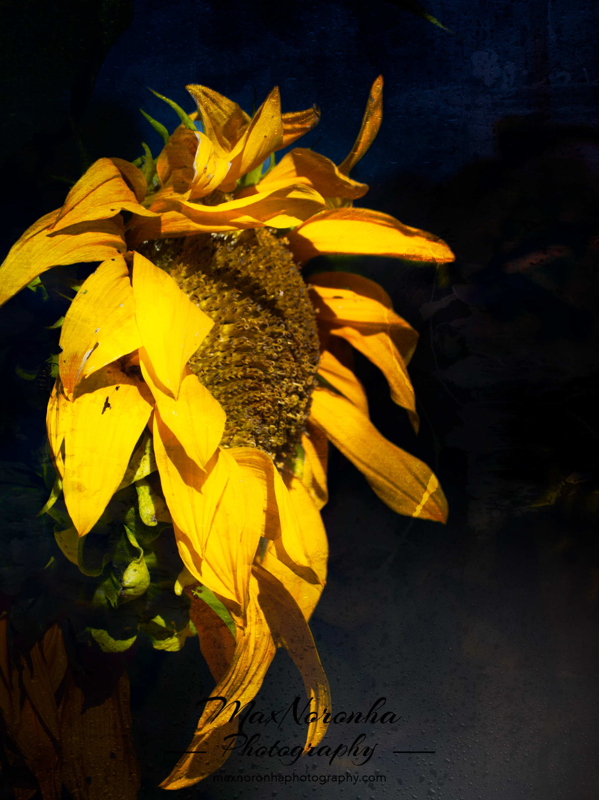 Sunflowerforsocialmedia