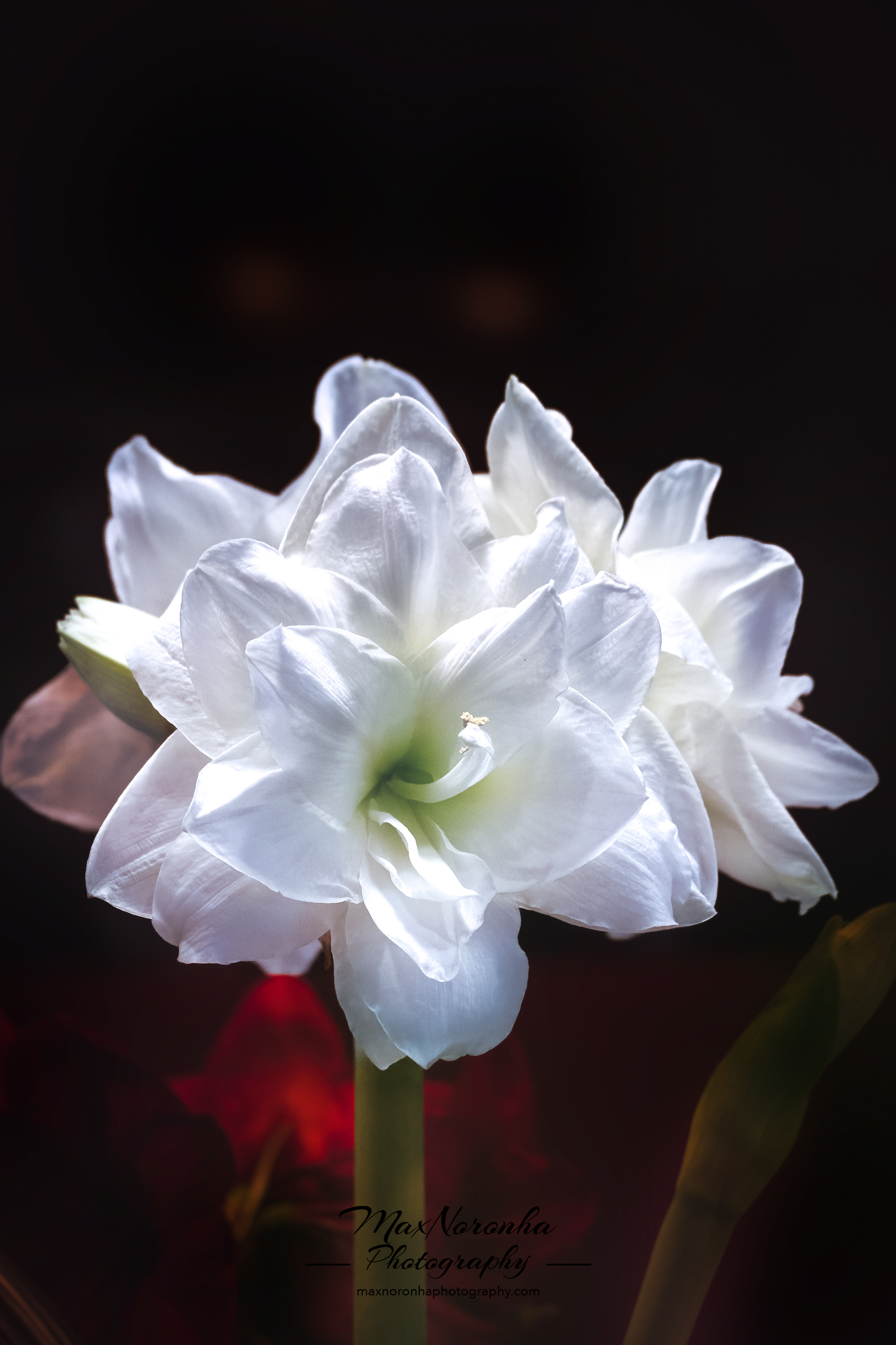 Whiteflowerforsocialmda